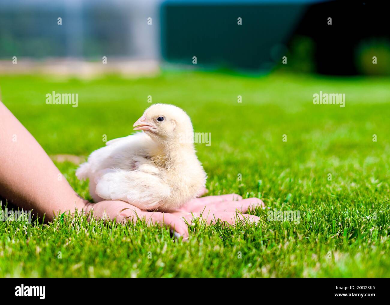 A small broiler chicken is sitting on women's palm. Sunny lawn against
