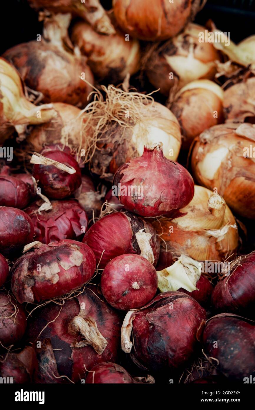 Pile of fresh organic onions on display at local farmers market Stock ...