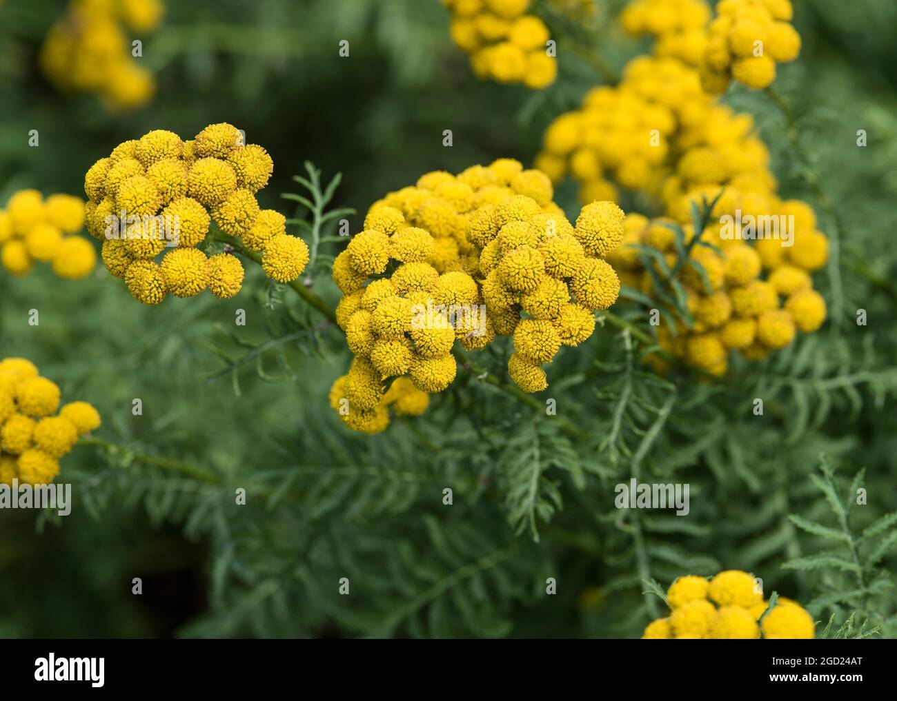 Tansy flower - Tanacetum vulgare is a medicinal herb with clusters of bright yellow flowers. Edible in small quantities. Stock Photo