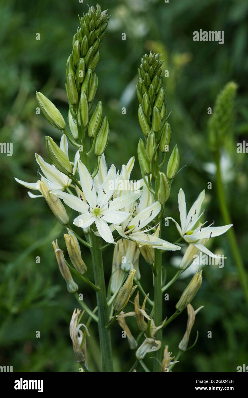 White Camassia leichtlinii alba or great camas. Herbaceous perennial plant  that grows from a bulb. AKA Camas Lily Stock Photo - Alamy