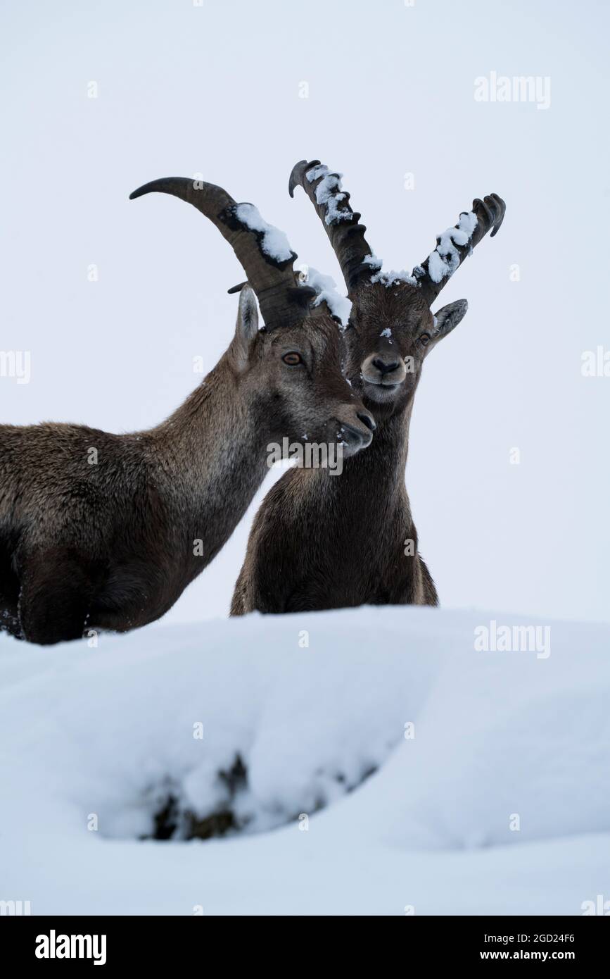 zoology / animals, mammal / mammalian (Mammalia), ibex (Capra), ibexes, bucks in the Gamsgrube, ADDITIONAL-RIGHTS-CLEARANCE-INFO-NOT-AVAILABLE Stock Photo