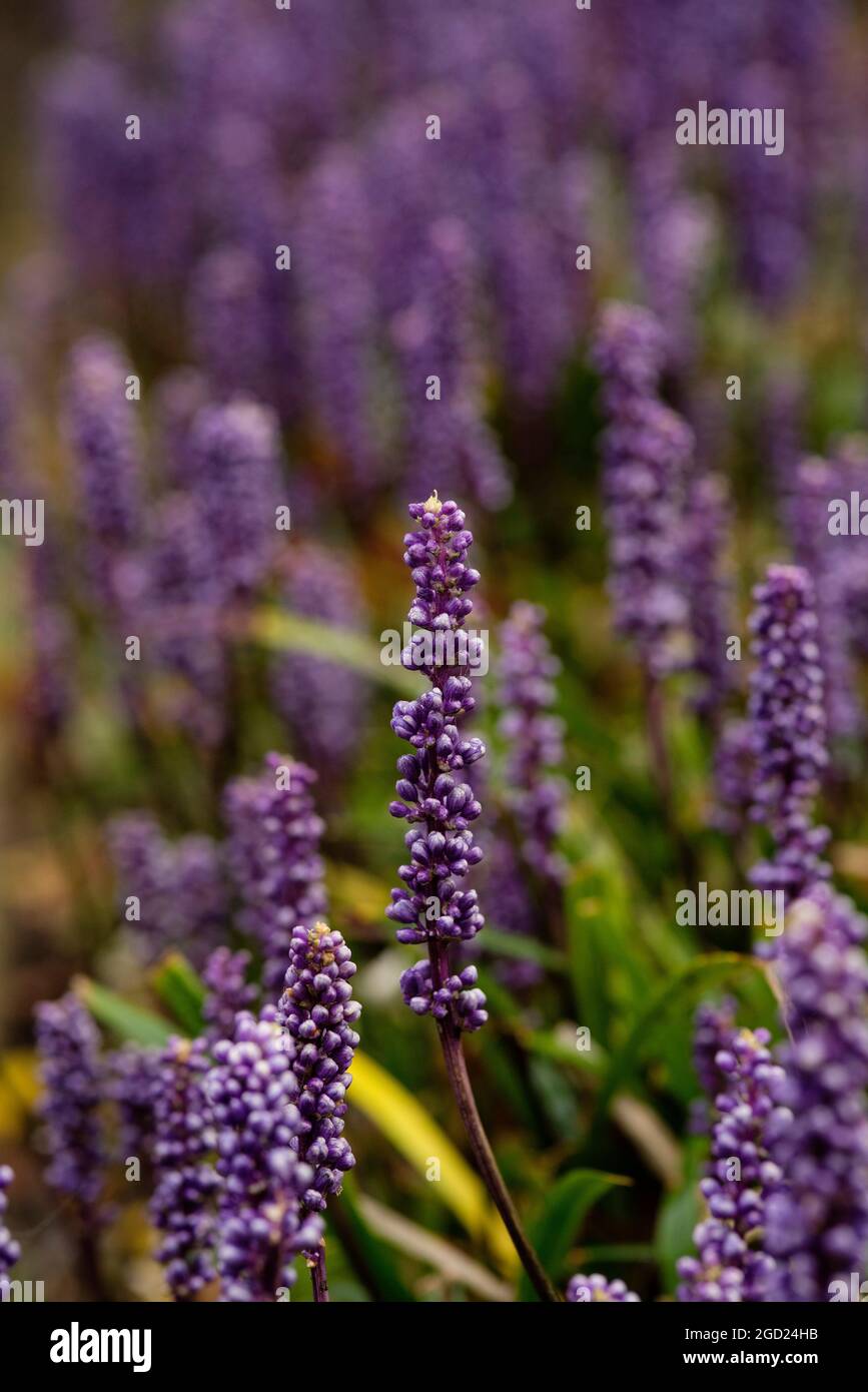 Liriope Muscari (Blue Lily Turf) Evergreen perennial, flowering Summer to Autumn (Fall), in sun or light shade. Ground cover and rabbit resistant. Stock Photo