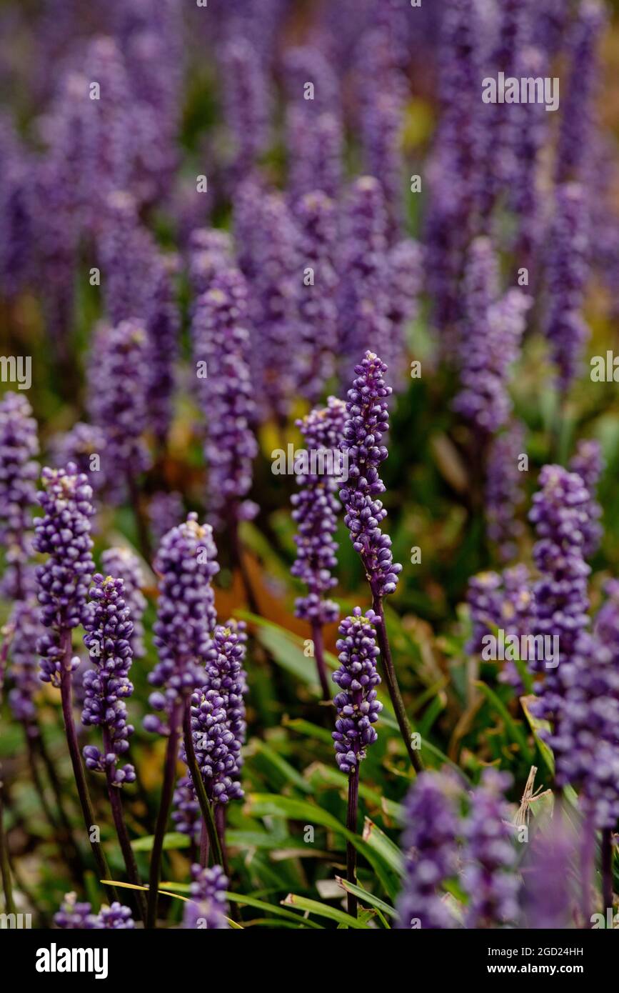 Liriope Muscari (Blue Lily Turf) Evergreen perennial, flowering Summer to Autumn (Fall), in sun or light shade. Ground cover and rabbit resistant. Stock Photo