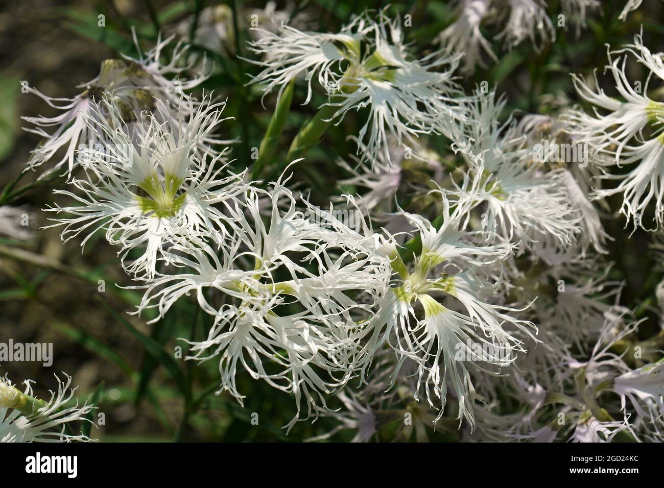 Fringed pink (Dianthus superbus). Called Large pink also. Stock Photo