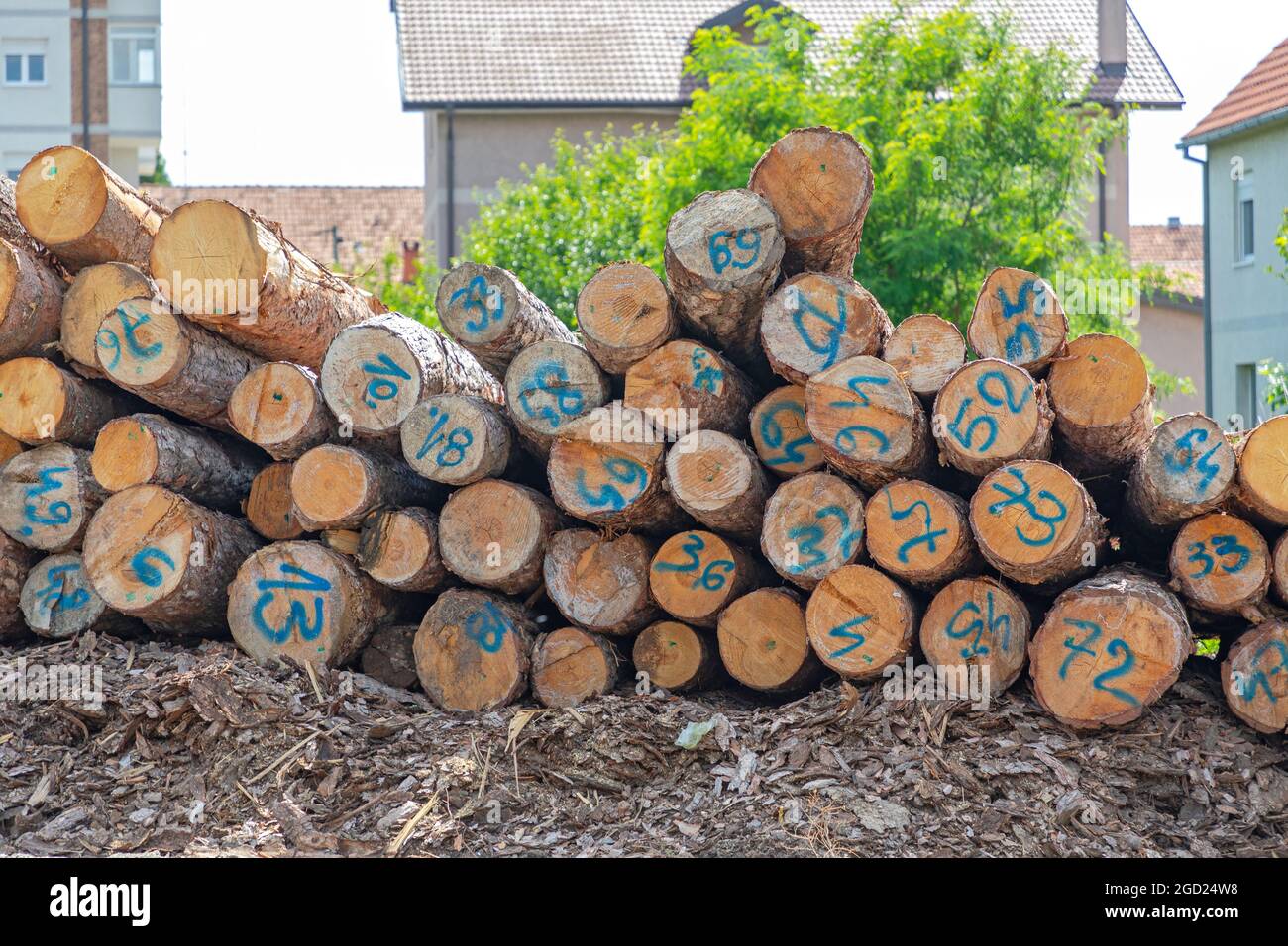 Timber Wood Logs With Numbers for Lumber Industry Stock Photo Alamy