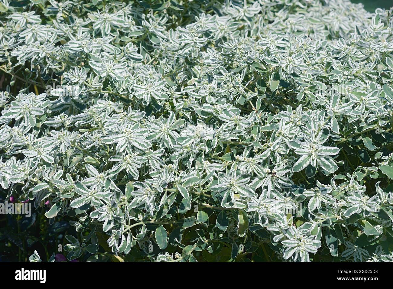 Snow-on-the mountain (Euphorbia marginata). Known as Smoke-on-the prairie, Variegated spurge ans White marginated spurge also. Stock Photo