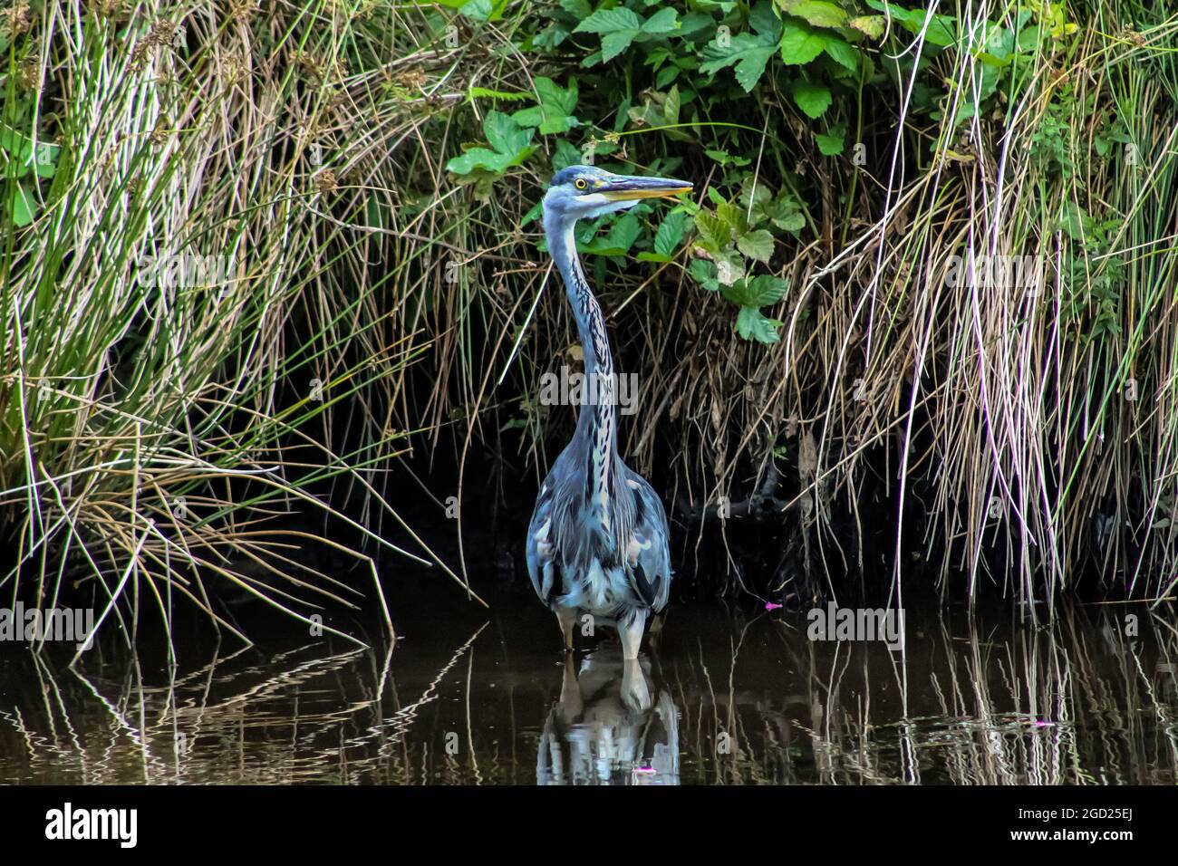 Grey Heron captured on the canal-side standing in water in Todmorden West Yorkshire, UK Stock Photo