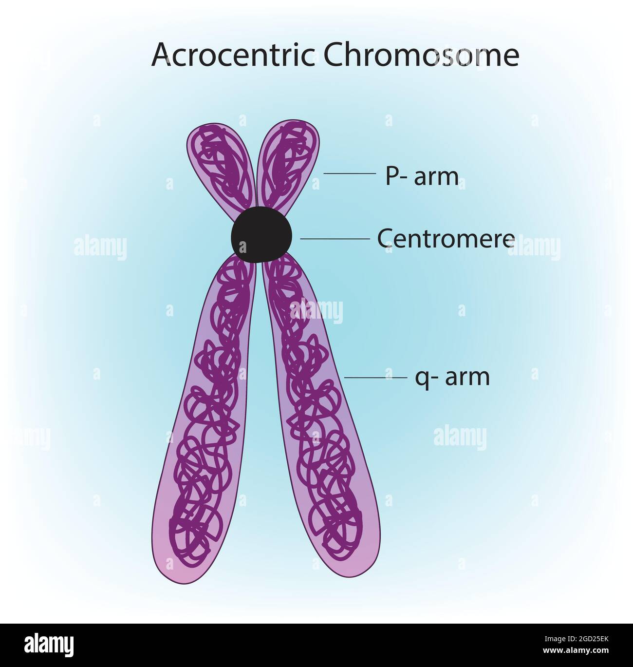 acrocentric chromosome, shape of acrocentric chromosome, two short arms and  two long arms, p- arms and q-arms Stock Vector Image & Art - Alamy