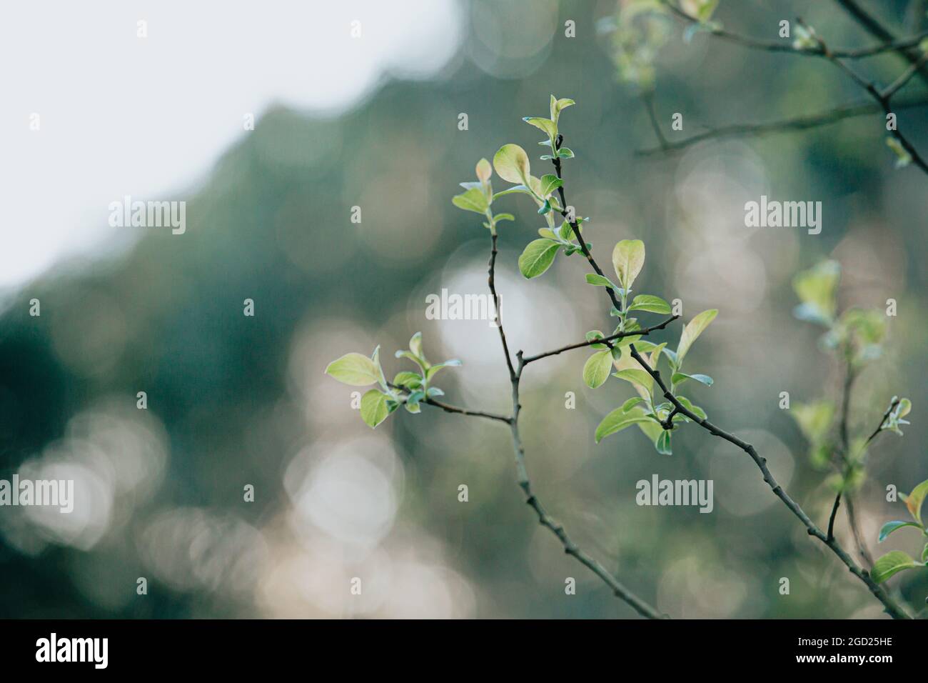 Selective focus shot of a blooming tree branch under sunligh Stock ...