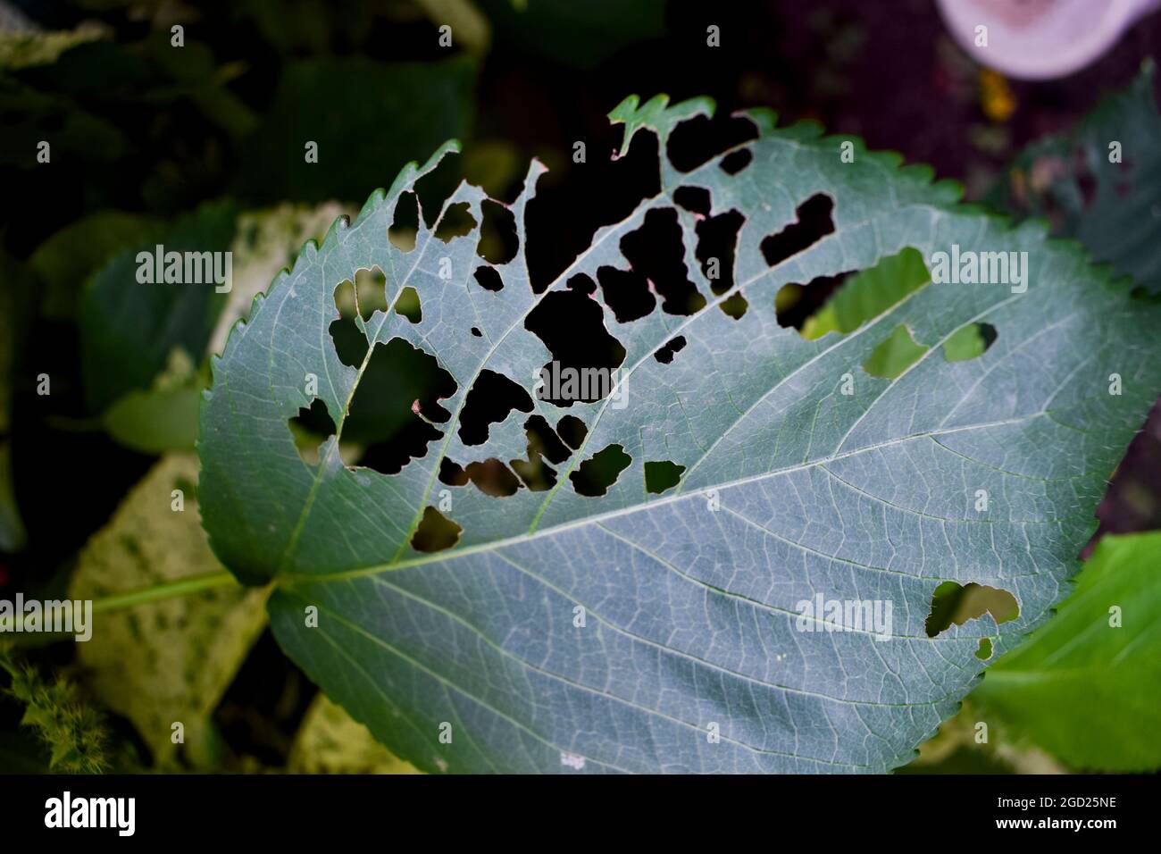 Hibiscus plant large single leaf damaged defected by pests, bugs eaten