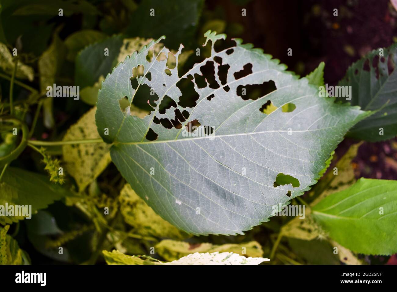 Hibiscus plant large single leaf damaged defected by pests, bugs eaten