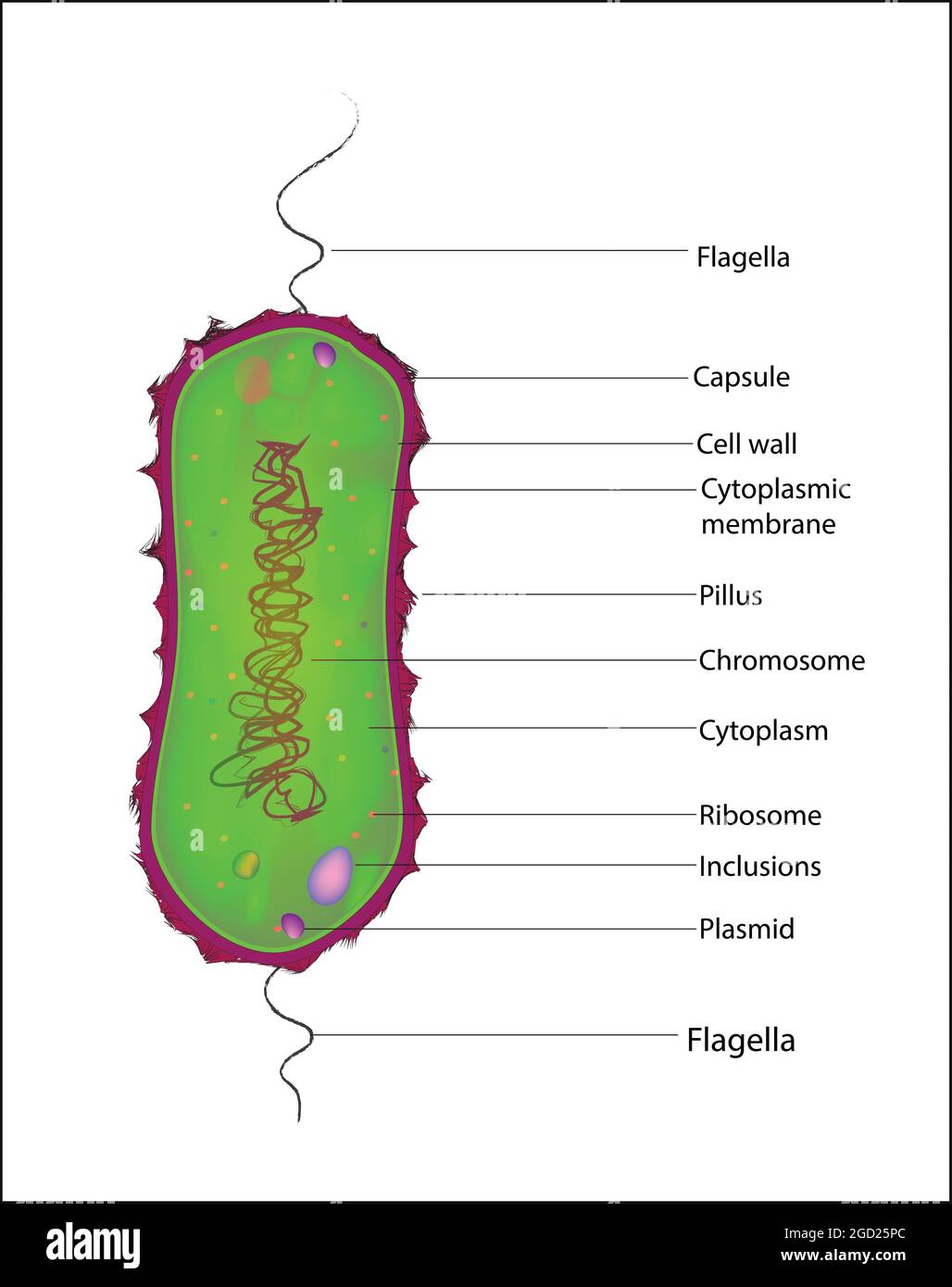 Amphitrichous bacteria, Biological structure of typical amphitrichous bacteria cell Stock Vector