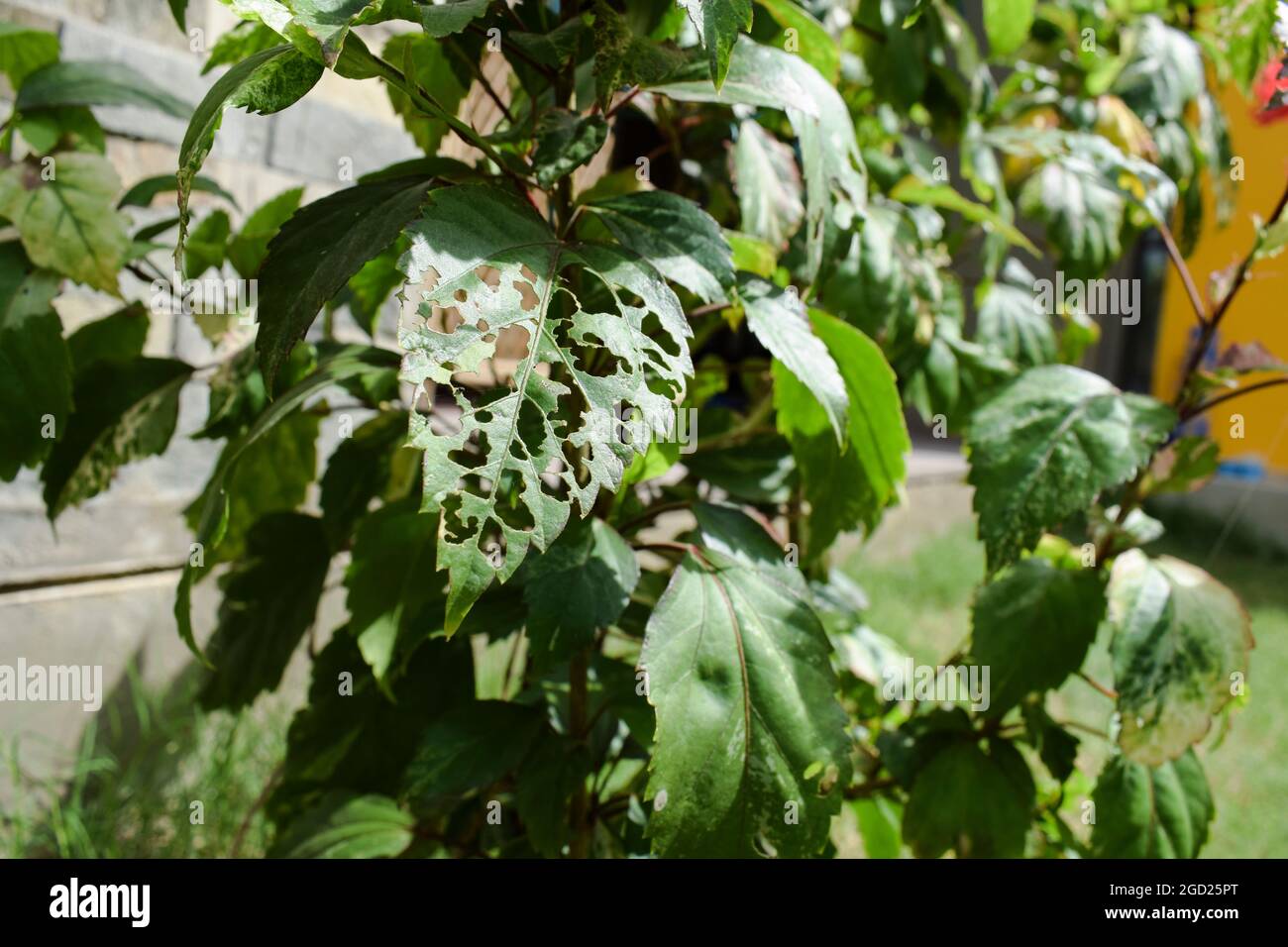 Hibiscus plant large single leaf damaged defected by pests, bugs eaten