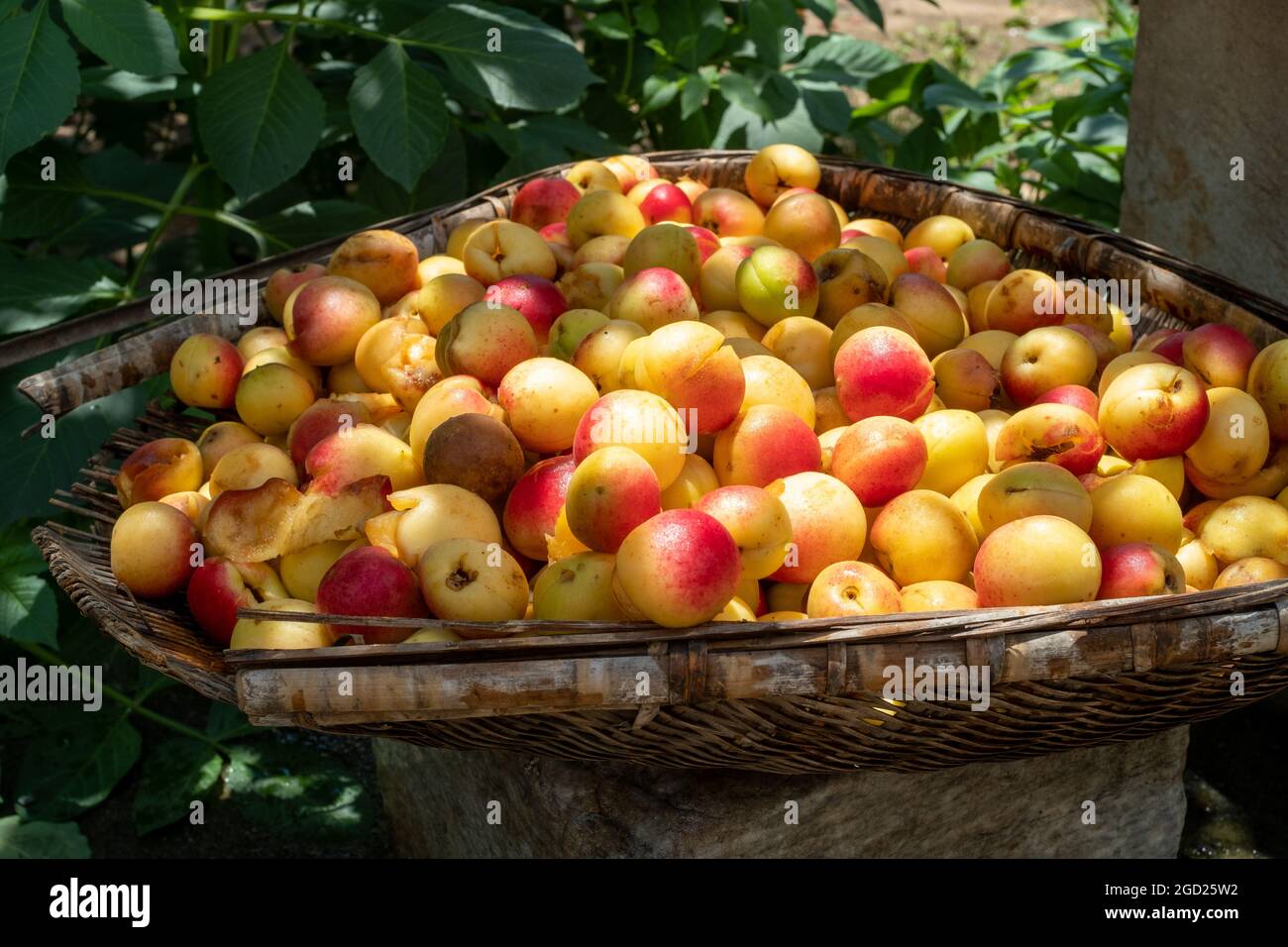 Apricots in a bamboo basket. Stock Photo