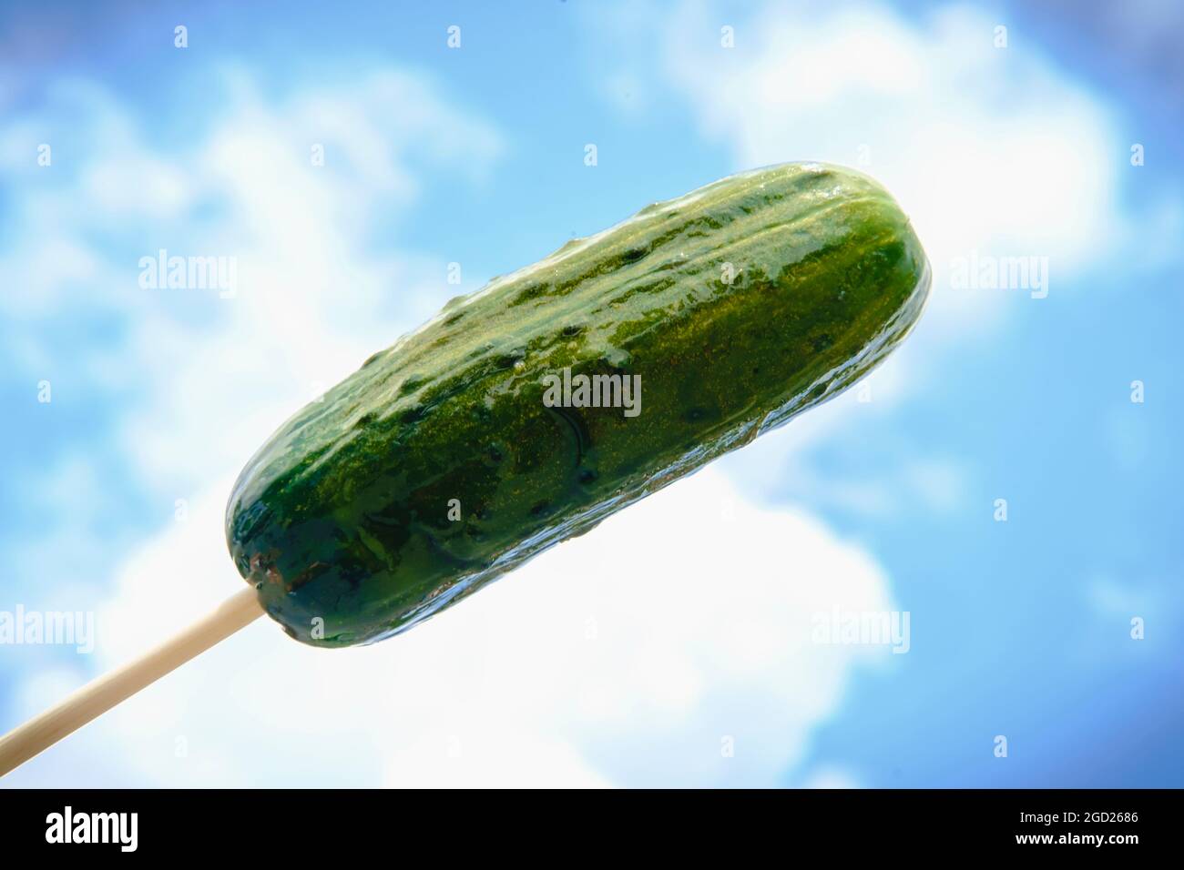 Eating large half sour dill pickle on stick Stock Photo Alamy