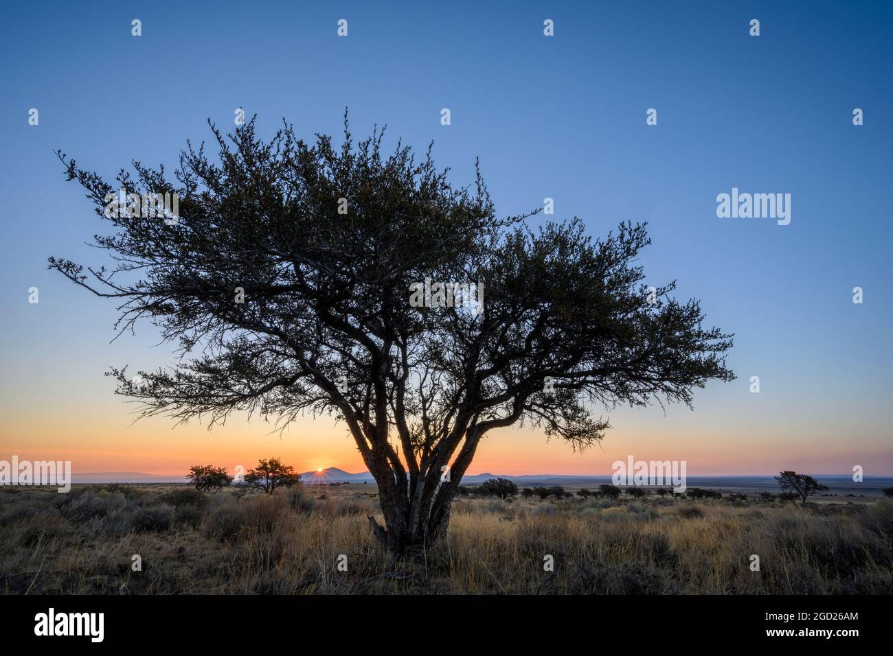 Curlleaf Mountain Mahogany tree and Beaty's Butte at sunrise; Hart Mountain National Antelope Refuge in southeast Oregon. Stock Photo