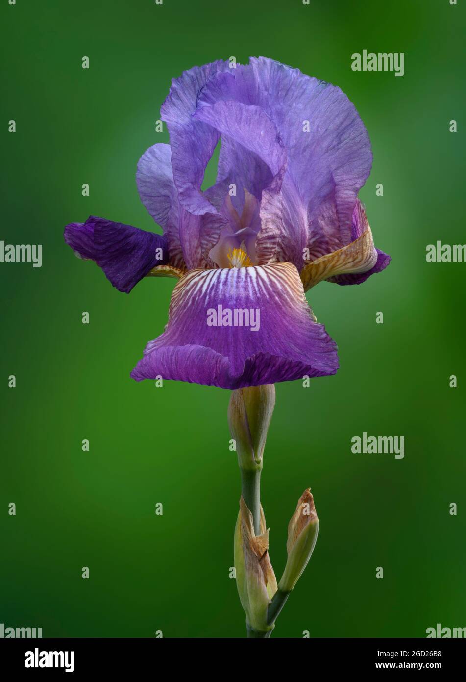 Heirloom Iris Stock Photo