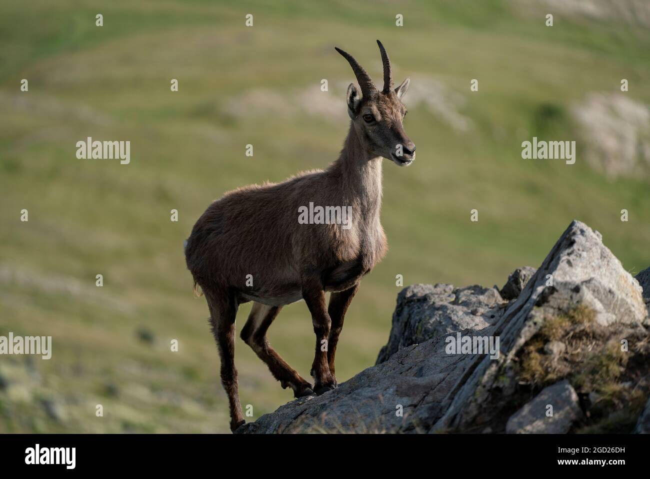 zoology / animals, mammal / mammalian (Mammalia), ibex (Capra), ibexes, Wiwanni hut, Valais Alps, ADDITIONAL-RIGHTS-CLEARANCE-INFO-NOT-AVAILABLE Stock Photo