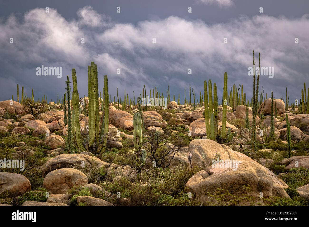 Boojum trees and Cardon cactus; Valle de Cirios Area Protegida, Baja California, Mexico. Stock Photo