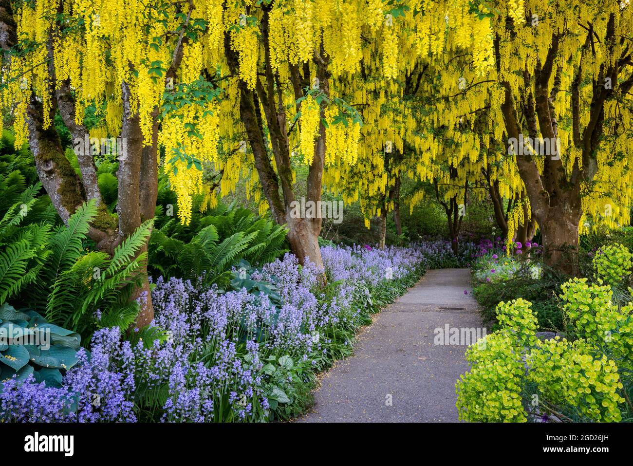 Laburnum trees in bloom at Van Dusen Botanical Garden, Vancouver, British Columbia, Canada. Stock Photo