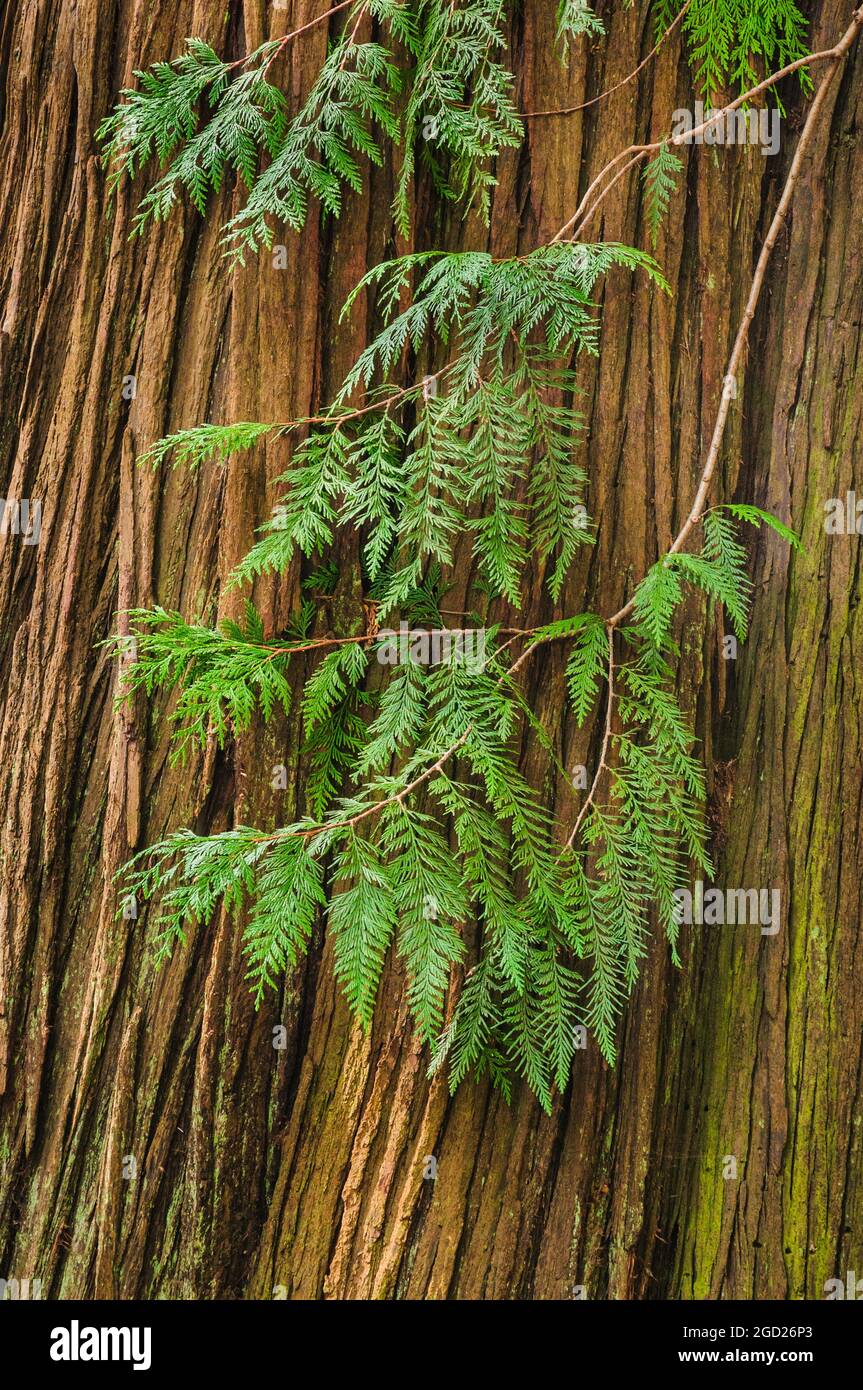 Western redcedar tree leaves, bark and trunk; Moran State Park, Orcas Island, Washington. Stock Photo