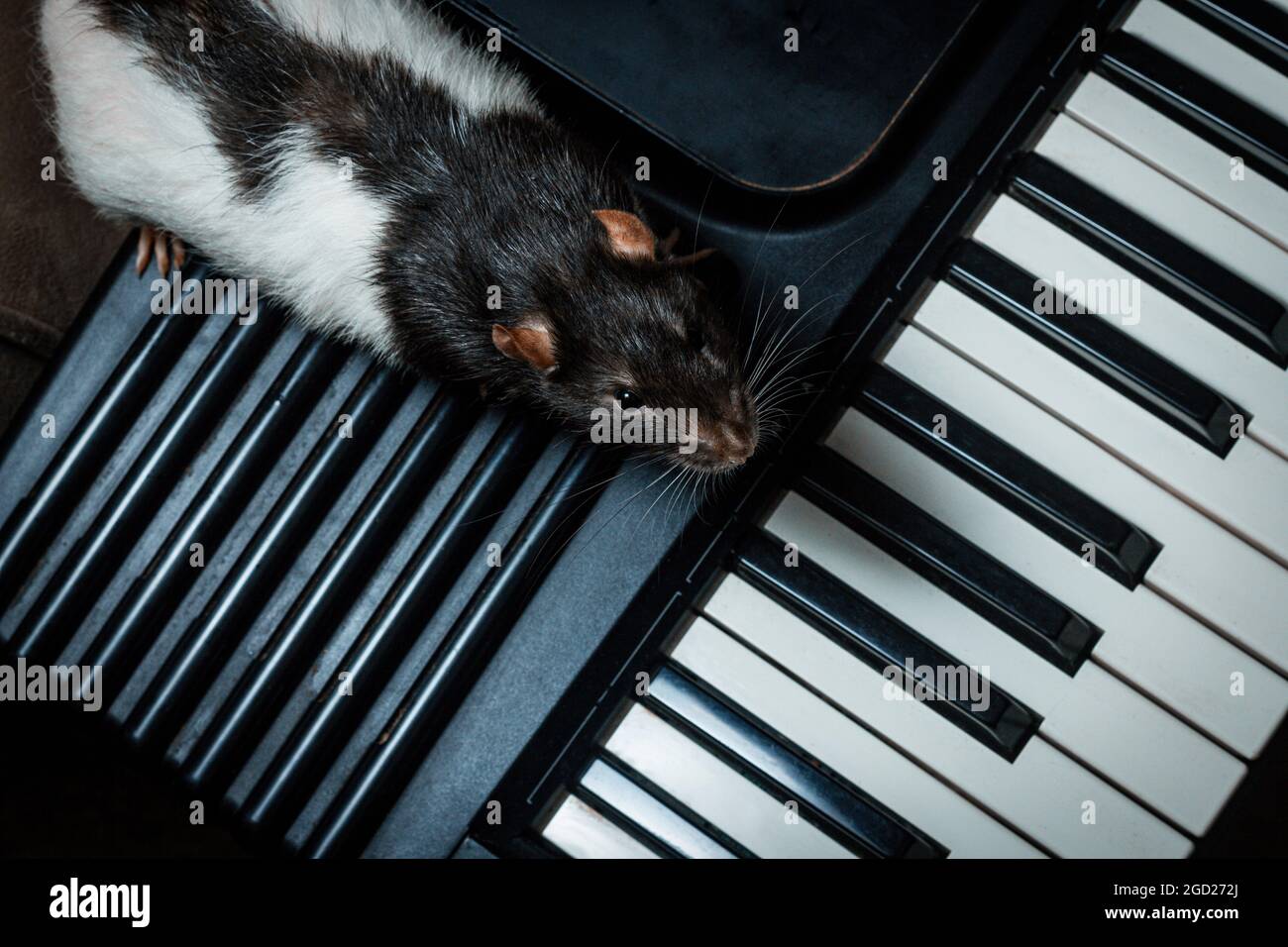 Fancy pet rats playing on classical musical instruments Stock Photo Alamy