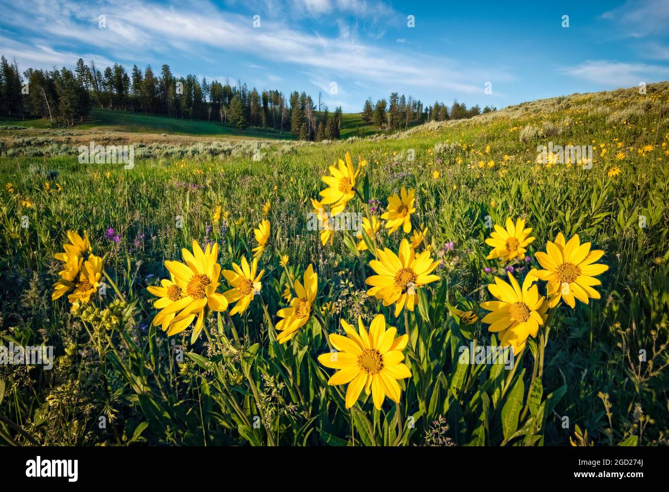 One-flower helianthella blooming on Blacktail Plateau, Yellowstone National Park, Wyoming. Stock Photo
