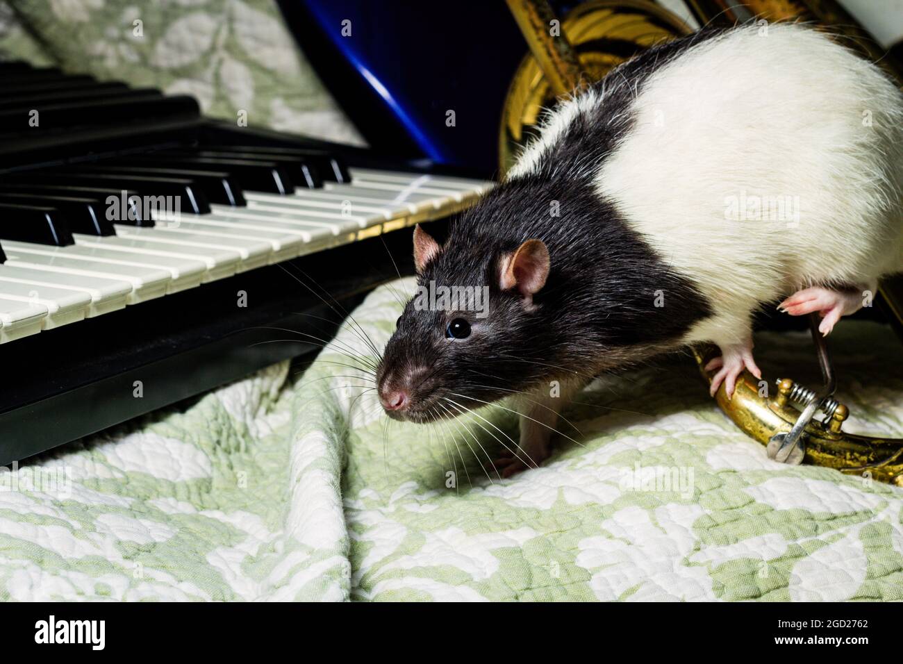 Fancy pet rats playing on classical musical instruments Stock Photo Alamy