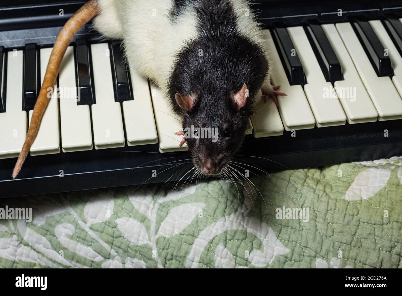 Fancy pet rats playing on classical musical instruments Stock Photo Alamy