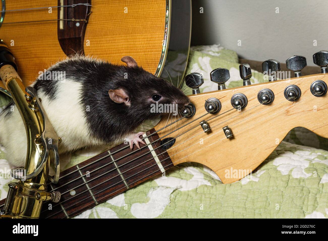 Fancy pet rats playing on classical musical instruments Stock Photo Alamy