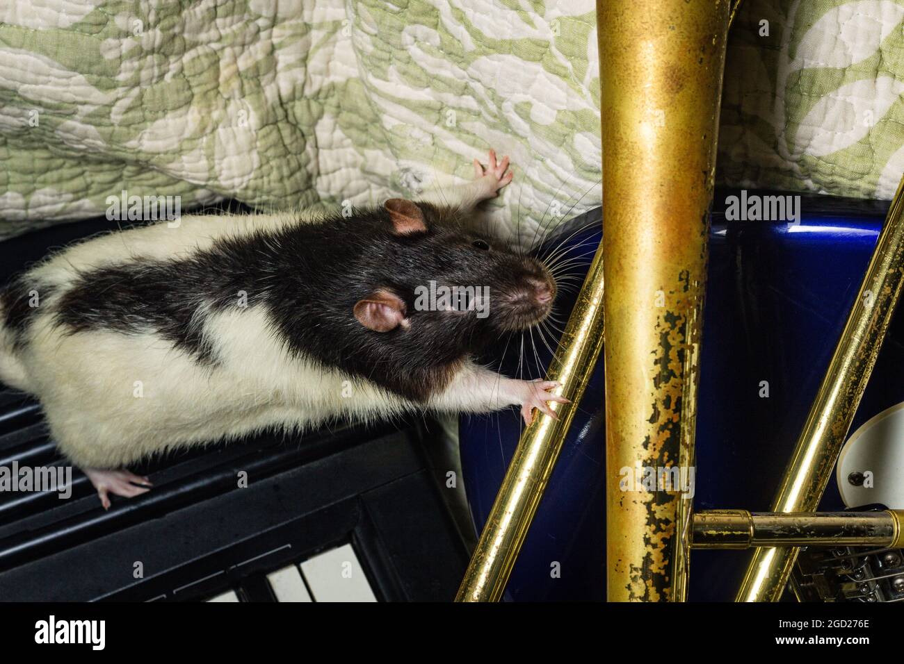 Fancy pet rats playing on classical musical instruments Stock Photo Alamy