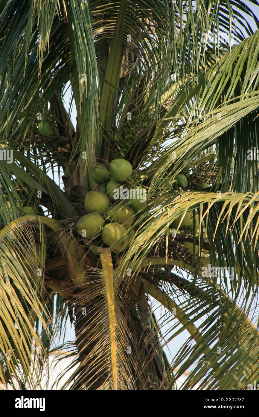 coconut tree (vietnam Stock Photo Alamy