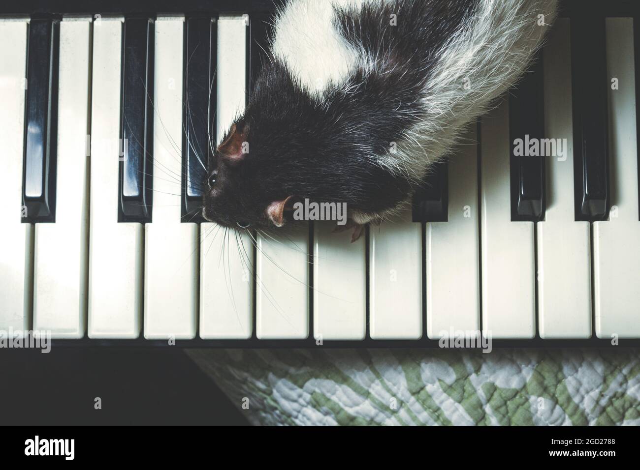 Fancy pet rats playing on classical musical instruments Stock Photo Alamy