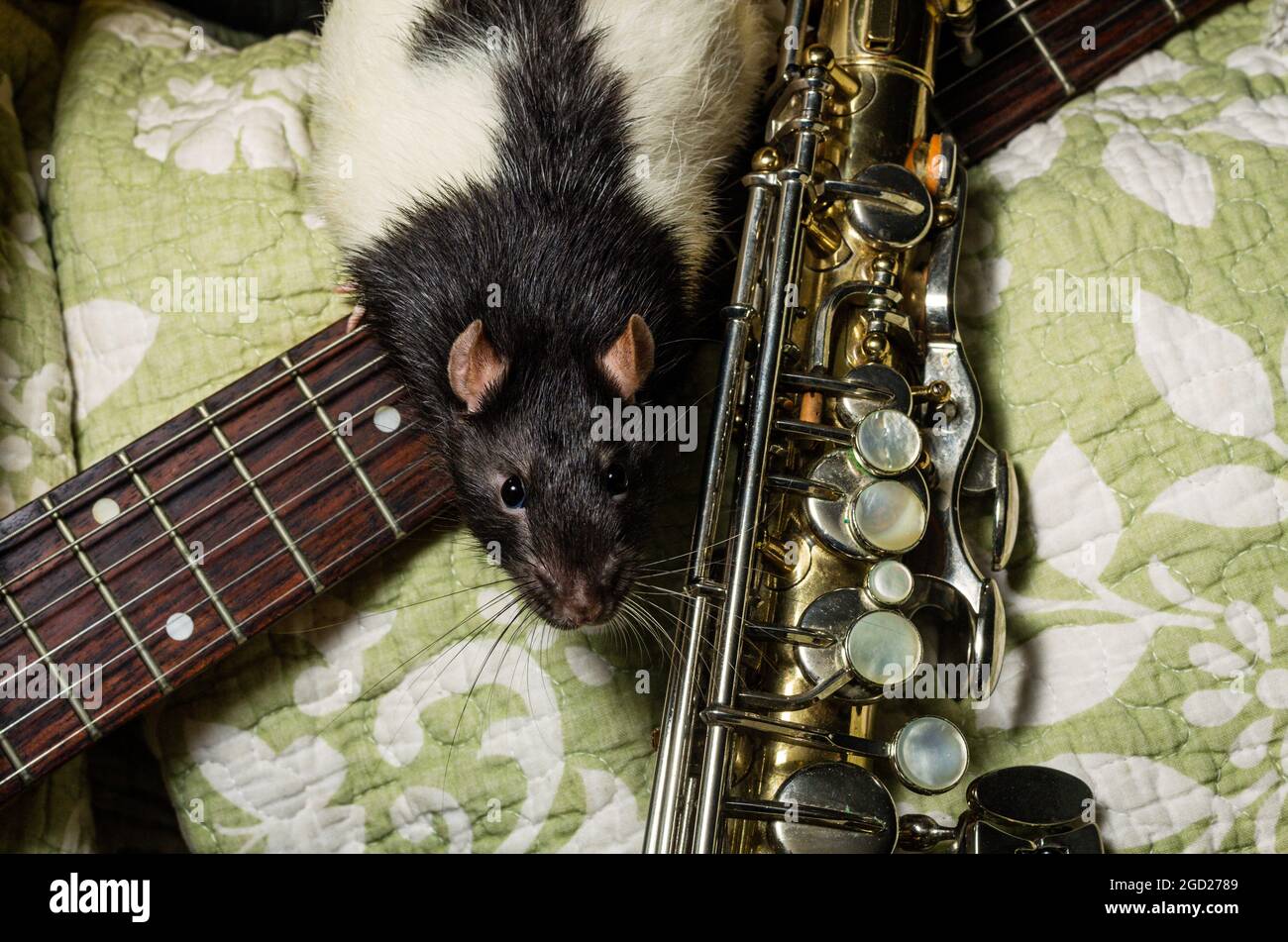 Fancy pet rats playing on classical musical instruments Stock Photo Alamy