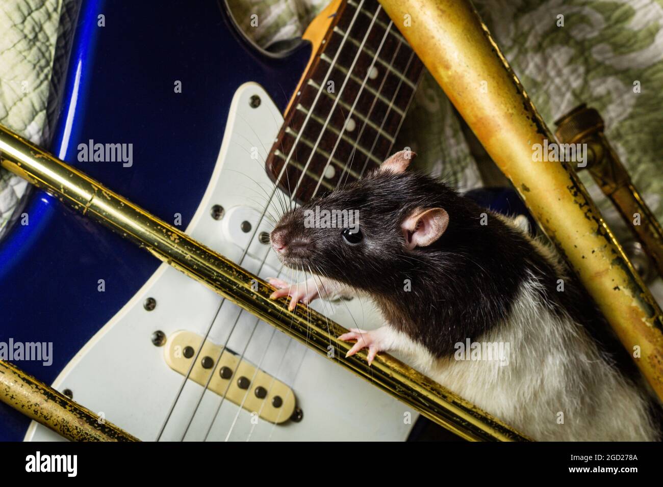 Fancy pet rats playing on classical musical instruments Stock Photo Alamy