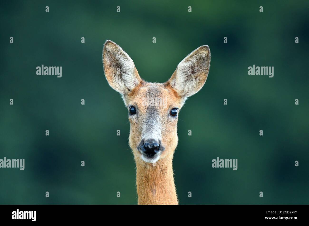 Close up of a wild female roe deer Stock Photo