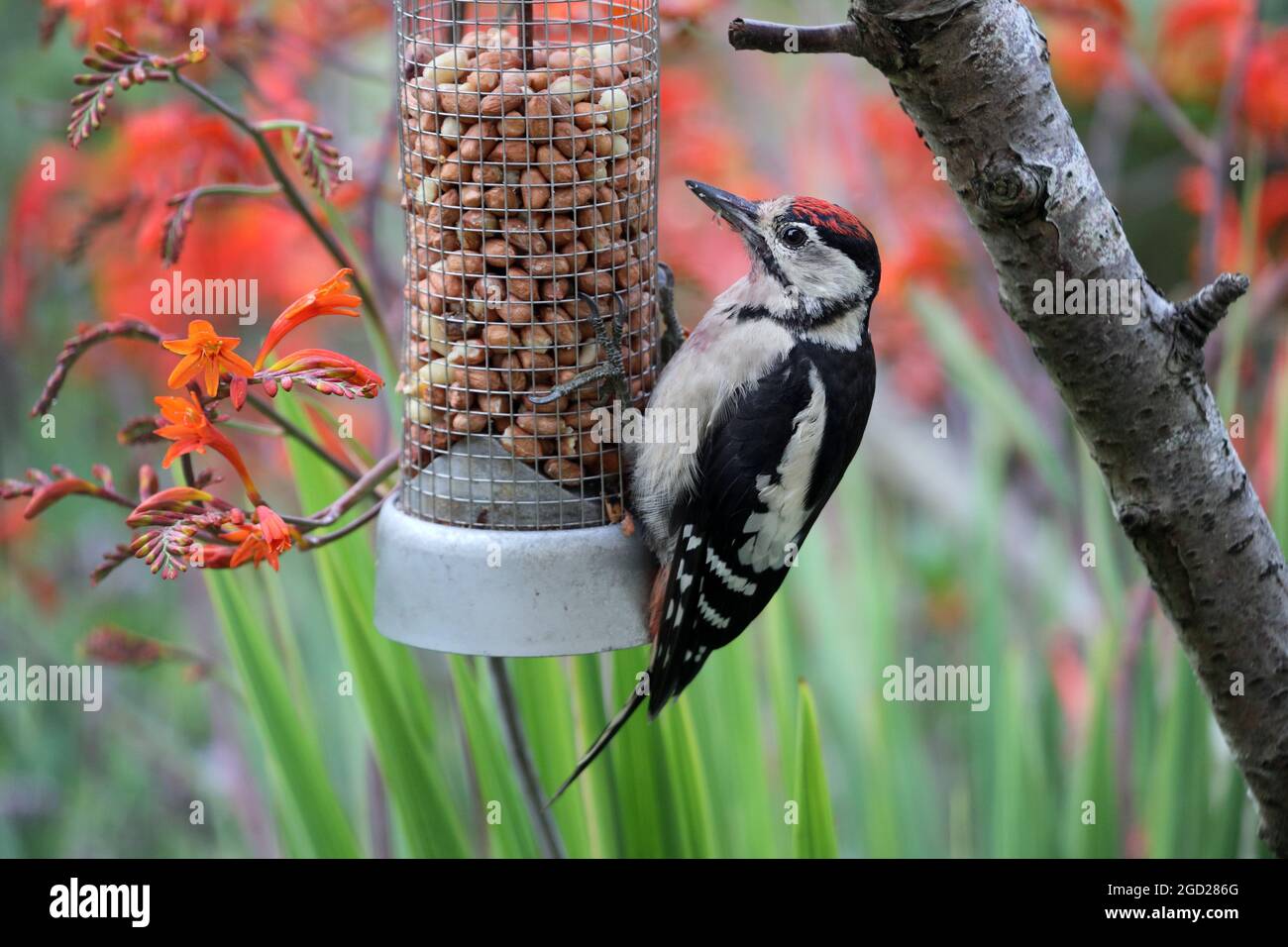 Young Great Spotted Woodpecker (Dendrocopus major) in a Garden Environment, UK. Stock Photo