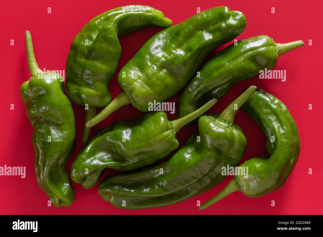Pimiento de Padrón ( Padron pepper ) is a chili pepper about 3 inches in length originating from Padrón, Spain. It is typically mild but every now and Stock Photo