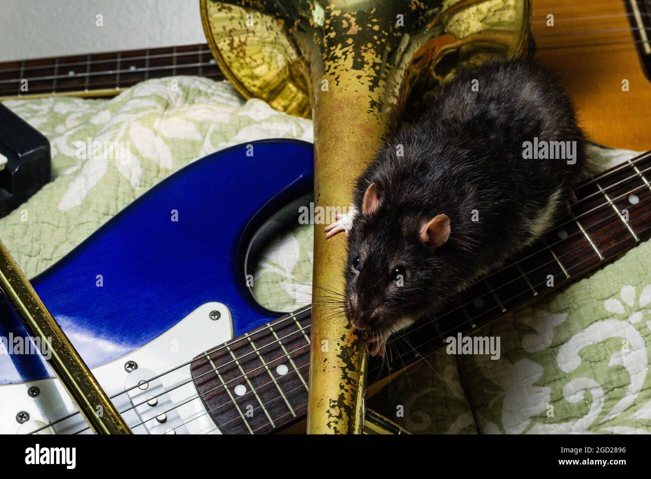 Fancy pet rats playing on classical musical instruments Stock Photo Alamy