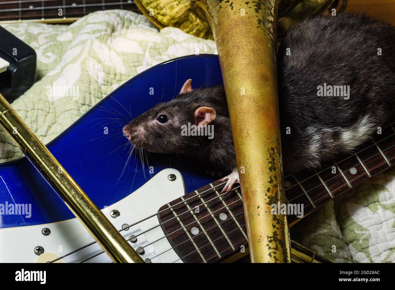 Fancy pet rats playing on classical musical instruments Stock Photo Alamy
