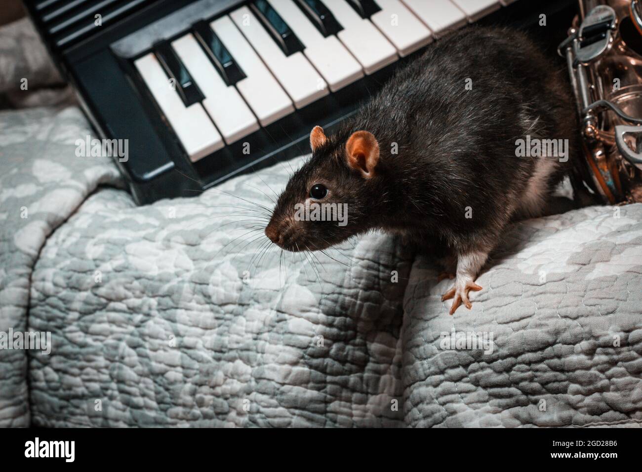 Fancy pet rats playing on classical musical instruments Stock Photo Alamy