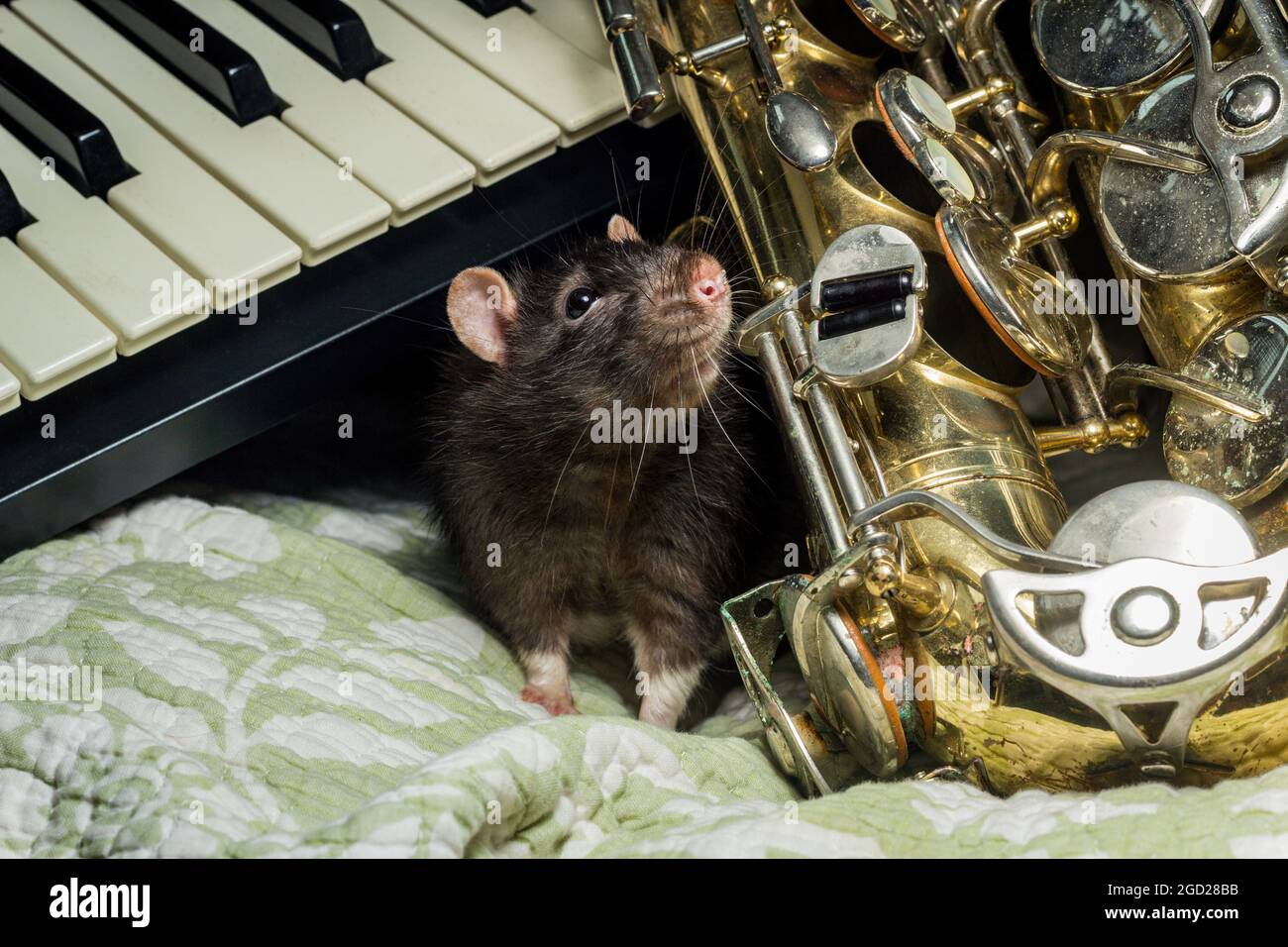 Fancy pet rats playing on classical musical instruments Stock Photo Alamy