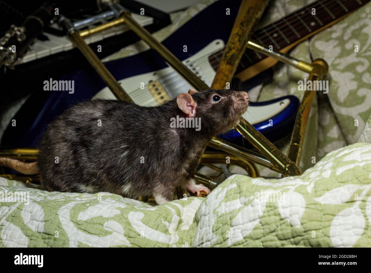Fancy pet rats playing on classical musical instruments Stock Photo Alamy