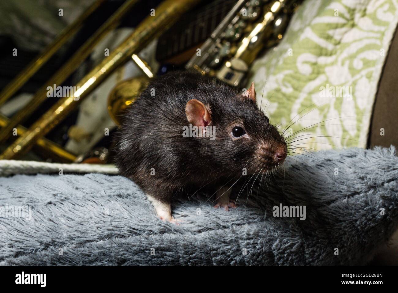 Fancy pet rats playing on classical musical instruments Stock Photo Alamy