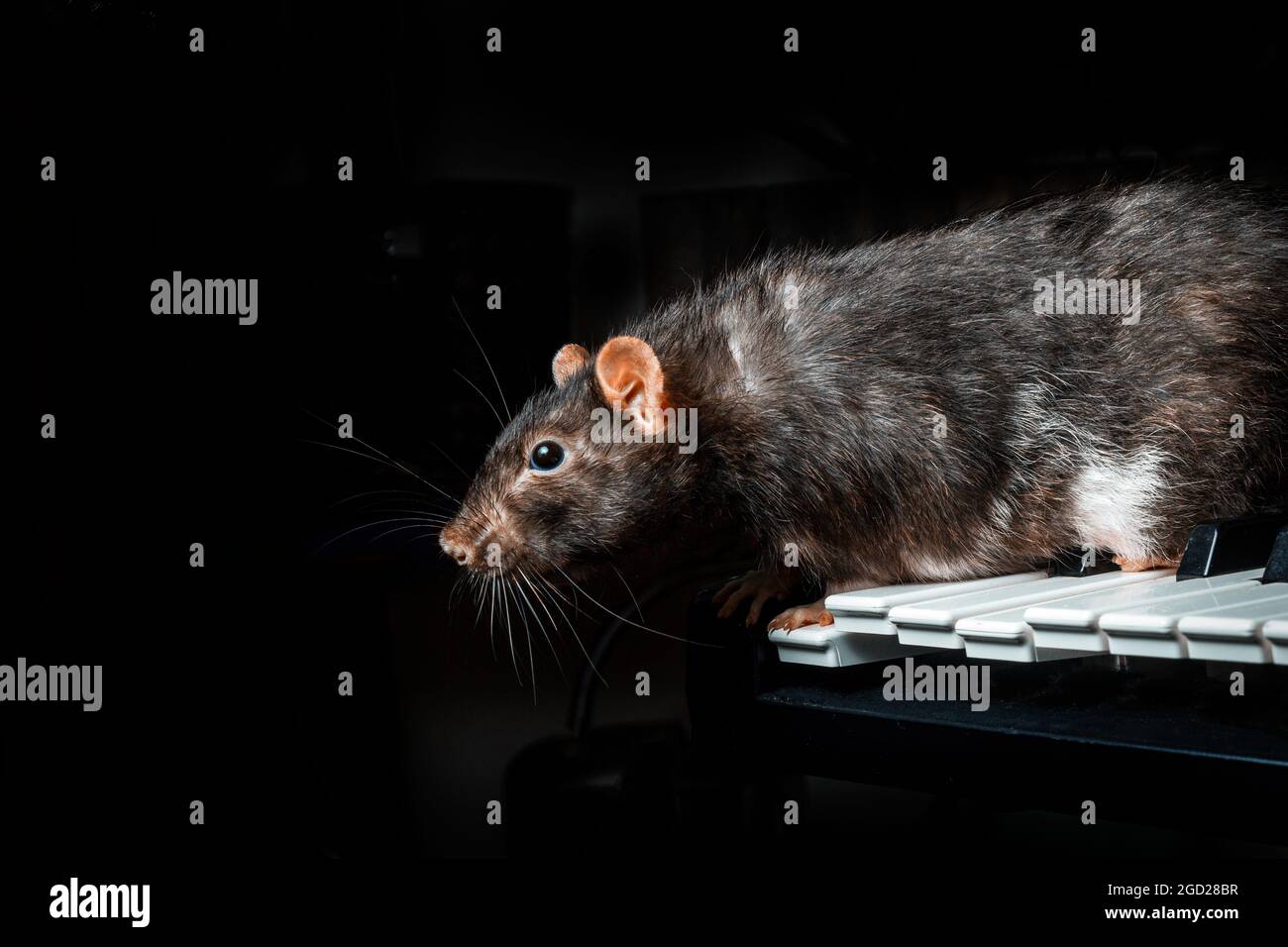 Fancy pet rats playing on classical musical instruments Stock Photo Alamy