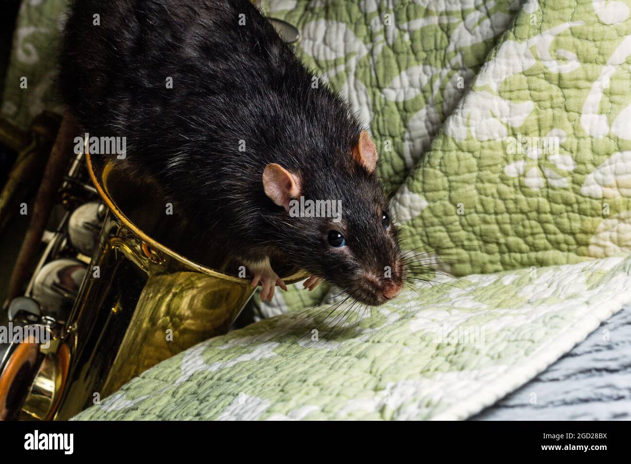 Fancy pet rats playing on classical musical instruments Stock Photo Alamy