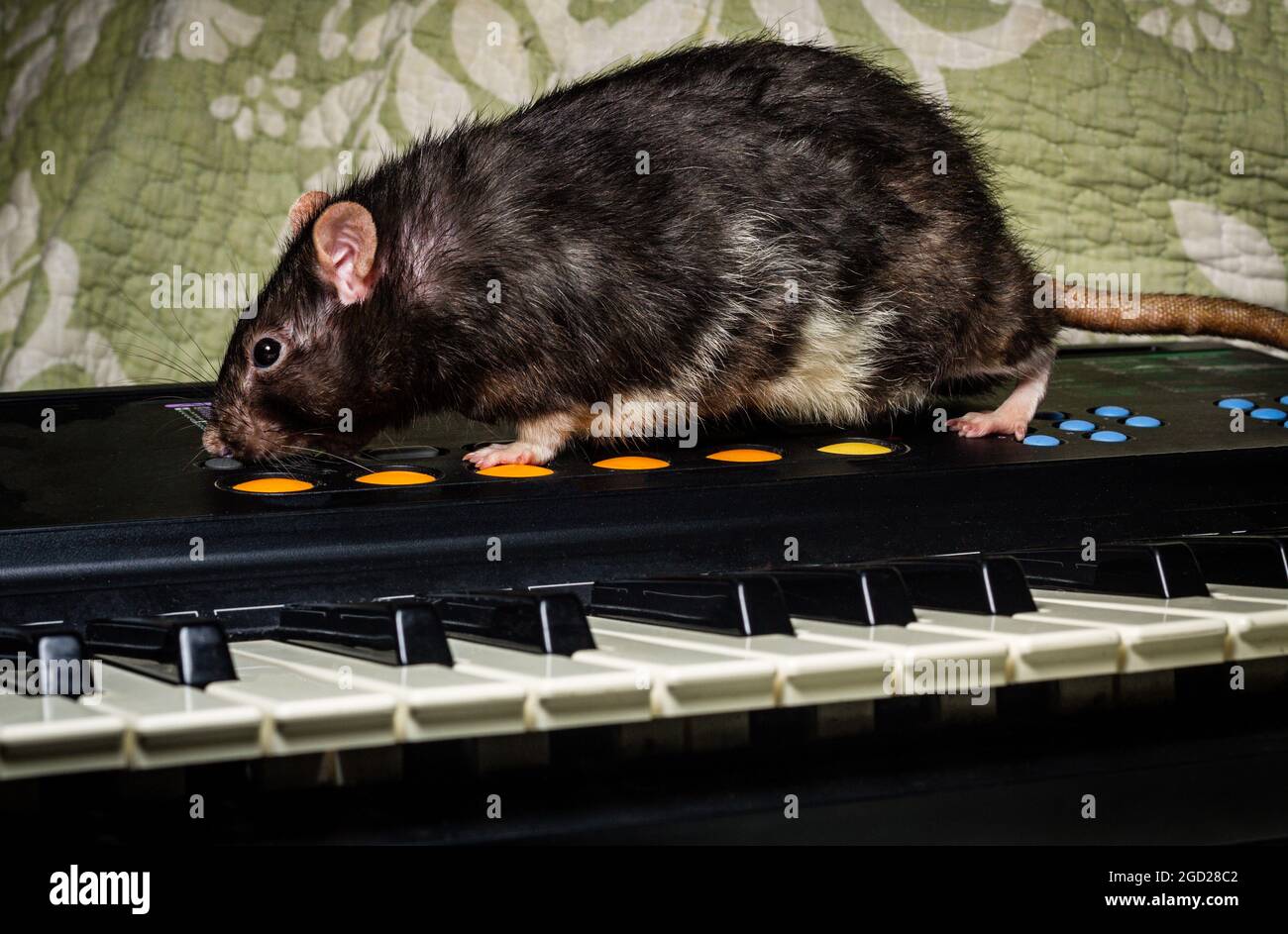 Fancy pet rats playing on classical musical instruments Stock Photo Alamy