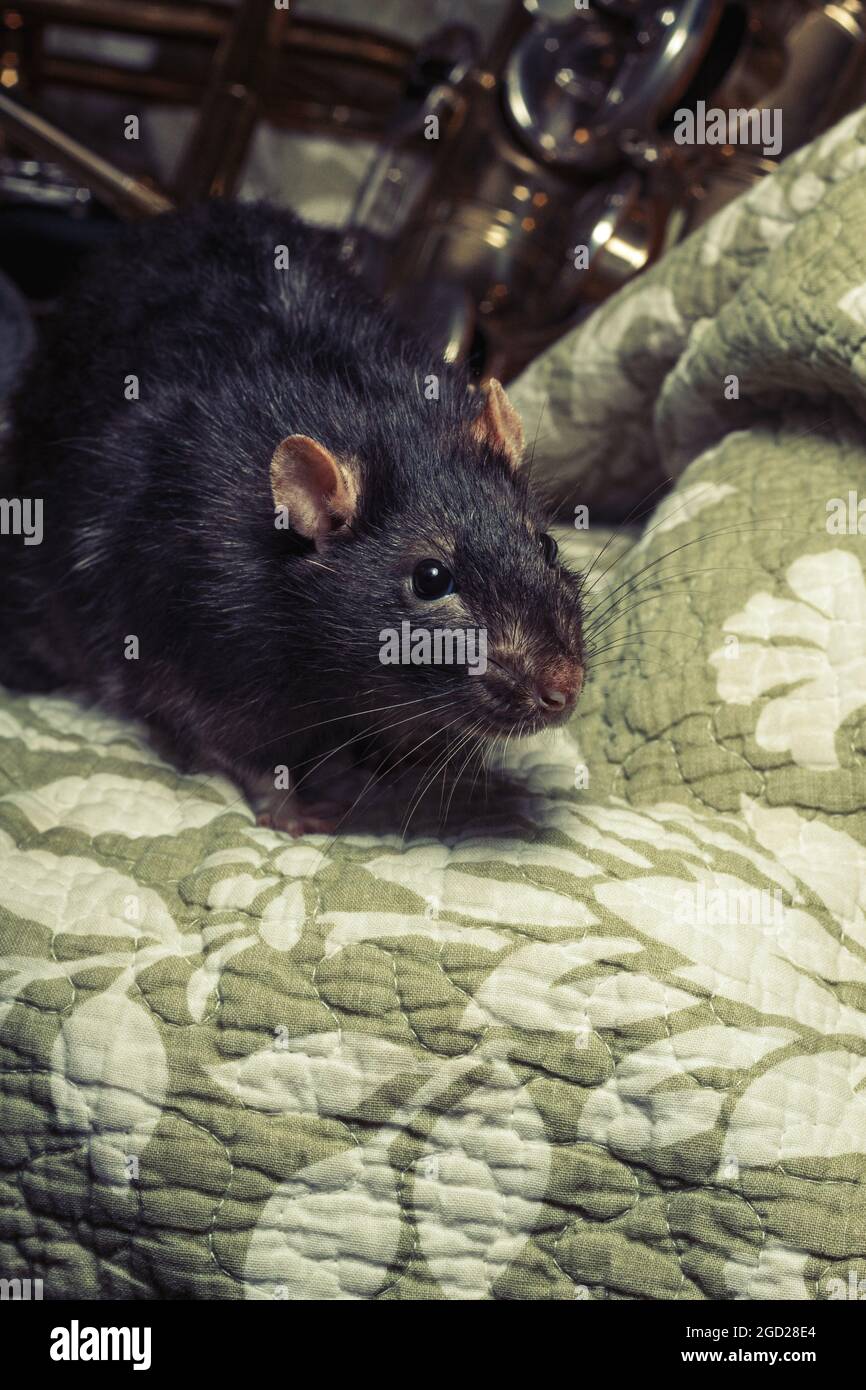 Fancy pet rats playing on classical musical instruments Stock Photo Alamy
