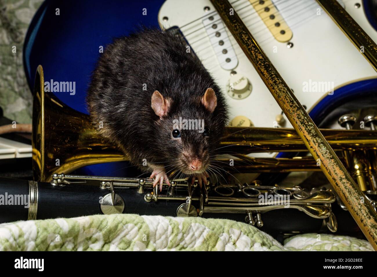 Fancy pet rats playing on classical musical instruments Stock Photo Alamy