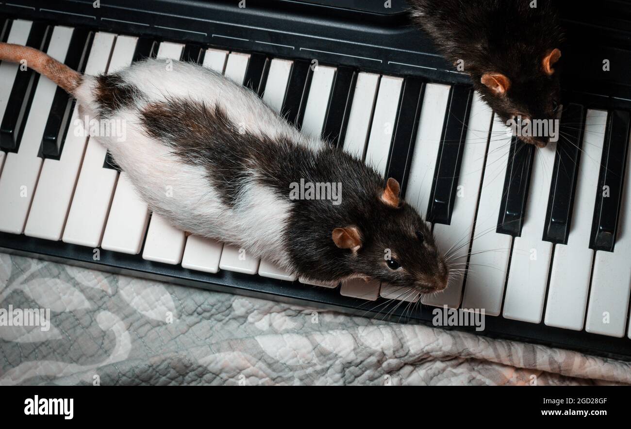 Fancy pet rats playing on classical musical instruments Stock Photo Alamy